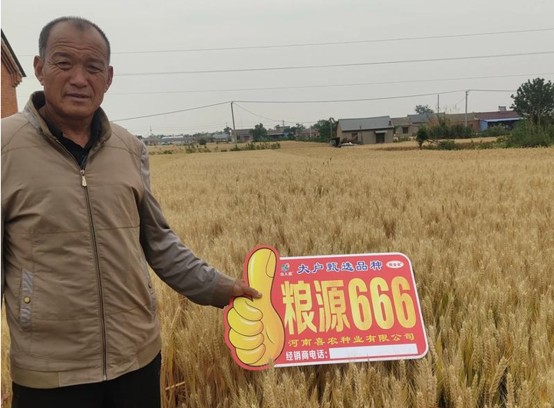 瞅瞅这小麦一点儿芽麦都没有滕州种粮大户的“配肥经”