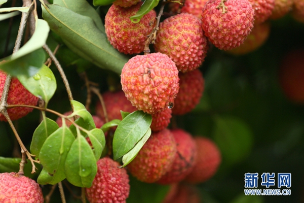 荔枝深受消费者喜爱的夏季水果 然而“一日色变