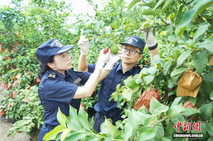 技贸护航助企出海 今年前8月四川农产品出口同比增长7%